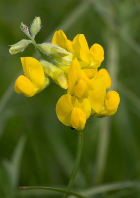 Gulvial (Lathyrus pratensis)