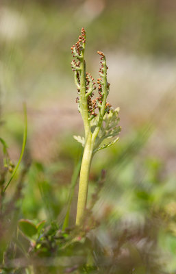 Rutlsbrken (Botrychium matricariifolium)
