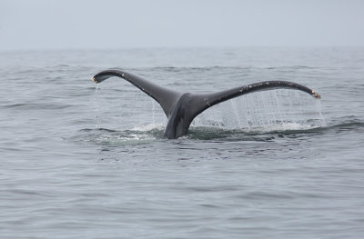 Knölval (Megaptera novaeangliae)