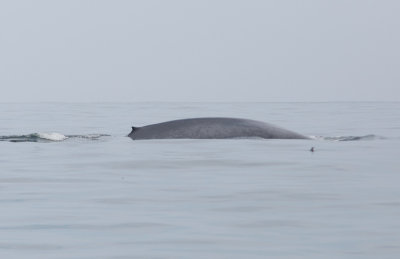 Blval (Balaenoptera musculus)