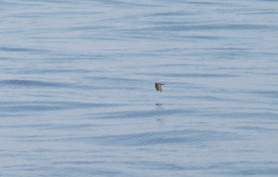 Ashy Storm-Petrel (Oceanodroma homochroa)