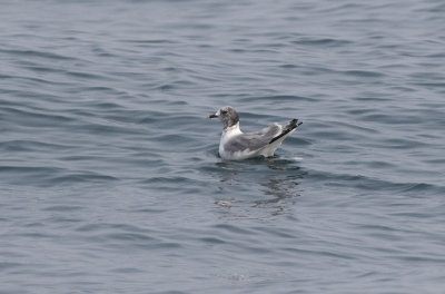 Sabines Gull (Xema sabini)