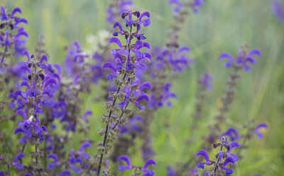 ngssalvia (Salvia pratensis)