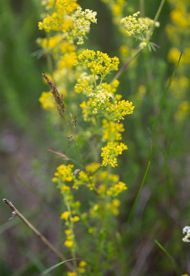 Gulmra (Galium verum)