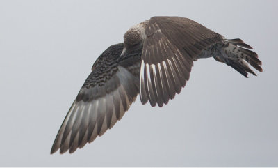 Parasitic Jaeger (Stercorarius parasiticus)