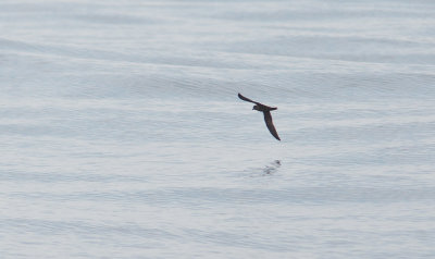 Black Storm-Petrel (Oceanodroma melania)