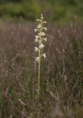 Grnvit nattviol (Platanthera chlorantha)