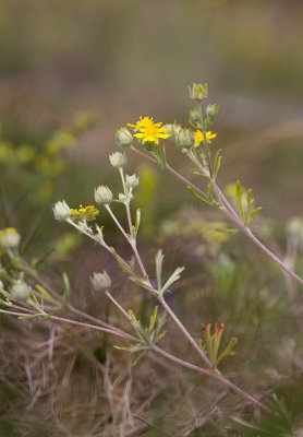 Femfingerrt (Potentilla argentea)