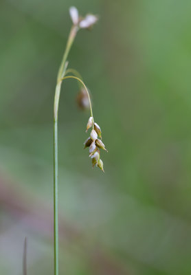 Hrstarr (Carex capillaris)