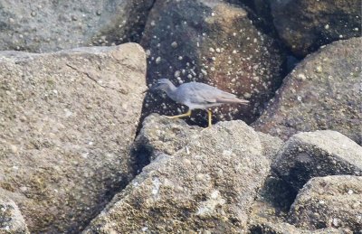 Wandering Tattler (Tringa incana)