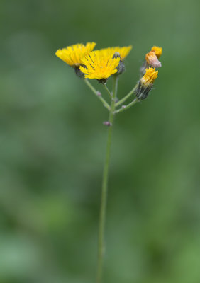 Klasefibbla (Crepis praemorsa)