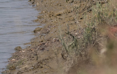 Spotted Sandpiper (Actitis macularius)