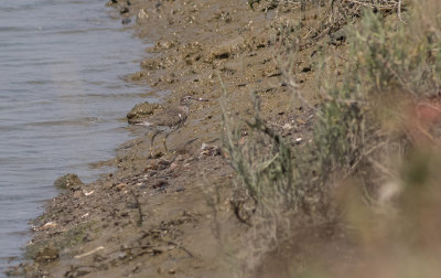 Spotted Sandpiper (Actitis macularius)