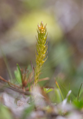 Dvärglummer (Selaginella selaginoides)