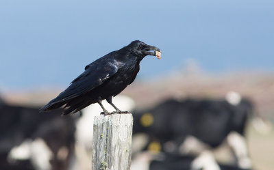 Raven (Corvus corax principalis)