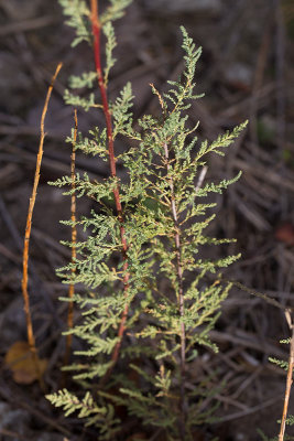 Kldris (Myricaria germanica)
