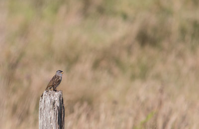 White-crowned Sparrow (Zonotrichia leucophrys)