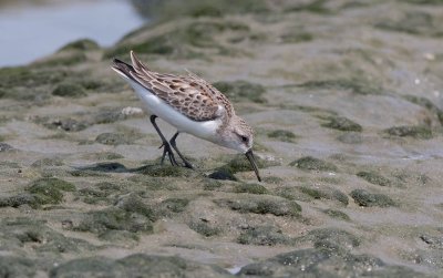 Western Sandpiper (Calidris mauri)