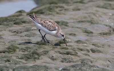 Western Sandpiper (Calidris mauri)	