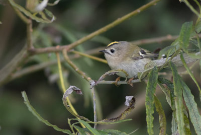 Goldcrest (Regulus regulus)