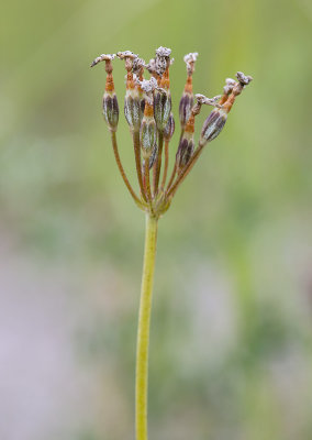 Majviva (Primula farinosa)