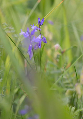 Jungfrulin (Polygala vulgaris)