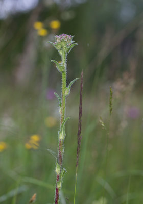 Skogsklocka (Campanula cervicaria)