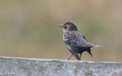 Tricolored Blackbird (Agelaius tricolor)