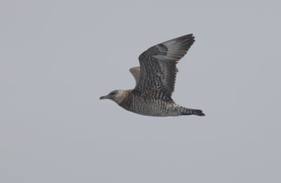 Pomarine Jaeger (Stercorarius pomarinus)	