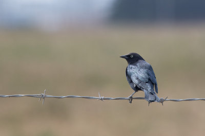 Brewers Blackbird (Euphagus cyanocephalus)