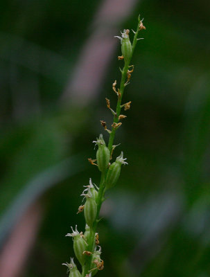 Knottblomster (Microstylis monophyllos)