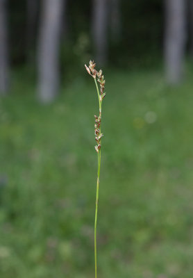 Frsstarr (Carex pediformis ssp. rhizodes)
