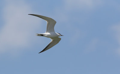 Gull-billed Tern (Gelochelidon nilotica)	