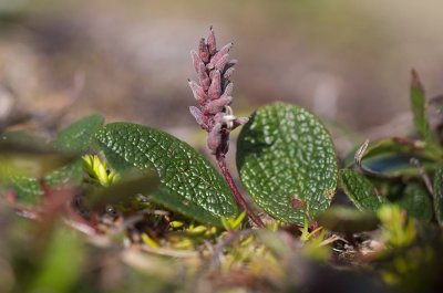 Ntvide (Salix reticulata)