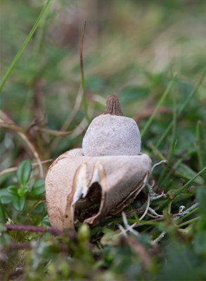 Naveljordstjrna (Geastrum elegans)