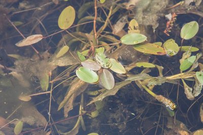 Bcknate (Potamogeton polygonifolius)