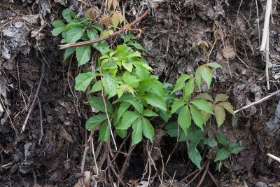 Klttervildvin (Parthenocissus quinquefolia)