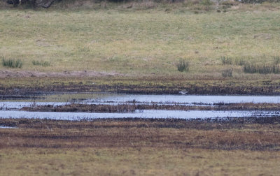 Greater Yellowlegs (Tringa melanoleuca)