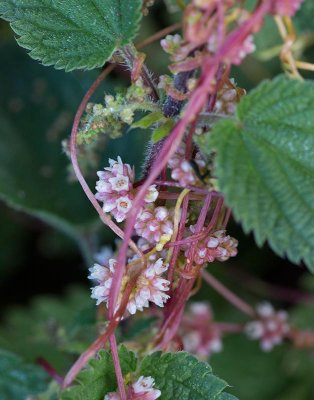 Nsselsnrja (Cuscuta europaea)