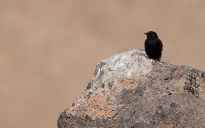 Mourning Wheatear (Oenanthe lugens warriae)