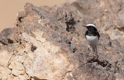 Hooded Wheatear (Oenanthe monacha)