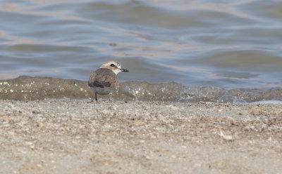 Kentish Plover (Charadrius alexandrinus)