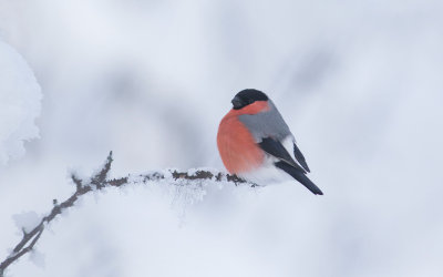 Eurasian Bullfinch (Pyrrhula pyrrhula)