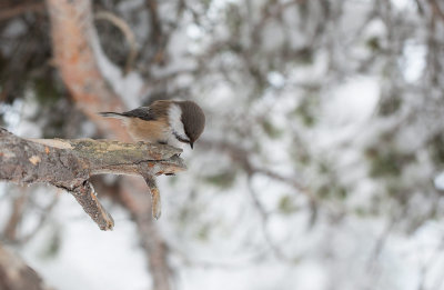 Siberian Tit (Poecile cinctus)