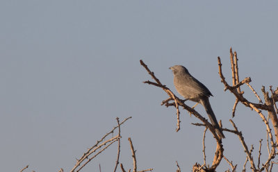 Arabian Babbler (Turdoides squamiceps)