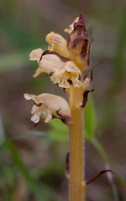 Tistelsnyltrot (Orobanche reticulata)