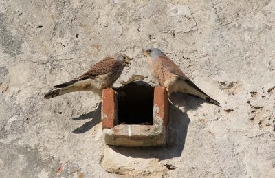 Lesser Kestrel (Falco naumanni)	