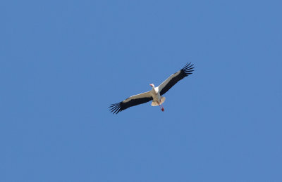 White Stork (Ciconia ciconia)	