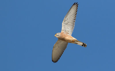 Lesser Kestrel (Falco naumanni)	