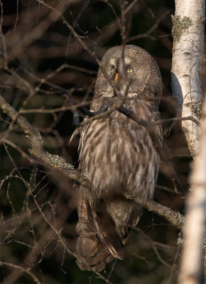 Great Gray Owl (Strix nebulosa)	